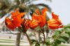 Filename=spathodea_campanulata-flower_6364.JPG
Filesize=222KiB
Dimensions=1800x1200
Date added=Jul 17, 2012 spathodea_campanulata-flower_6364.JPG