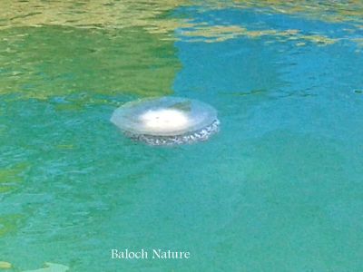 Jellyfish
آپو
Aapo
آپو یک دریائی ساہدار ءِ ۔ اے چہ گونڈیں دریاہاں بگر چہ مزنیں ءُ جُہلیں آپاں بیت۔ اشیے 30000 سی ہزار نسل است ۔ اے جاگہ جاگہے وشیں آپاں ہم است انت ۔ اے یک کوہیں آپی ساہ داراں زانگ بیت۔ چونایا اے گیشتر تیابدپاں موجود انت ۔ اے حیوانی اعضاء ہم است انت ءُ لہتیں نسل ءَ بیست ءُ چار چم ءِ پر ۔ بلے ایشاں ہُرتگندانی سرا گندگ بنت ۔ آپو زھریں ساہدارے اگاں تئی جان ءَ بڈوکیت یا ٹچ بہ بیت تئی جان ھارشت دنت ہنچو سما بیت کہ تئی جان کنٹگ لگگگا انت۔ آسٹریلیائے آپو اگاں ترا ٹچ بہ کن انت ترا الم ءَ ڈاکٹرا روگ لوٹ ات۔ نا تئی زندگ بوّگ گارنٹی نہ بیت۔ بلوچستان ءِ تیاب دپاں ترا باز دست کپیت بلے گیشتر موسم ءِ ِ وھد ءُ پاساں کاہنت۔ مدامی دست نہ کپ انت ۔
