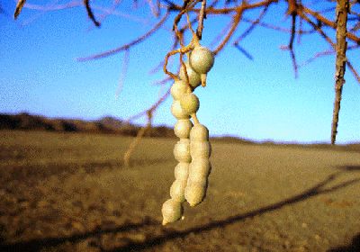 Maerua crassifolia
جُگر
Jogr
جُگر چونایا نیبگ ءِ اے افریکہ ءُ عربستان بزاں مڈل ایسٹ ءِ ھند ءُ دمگاں رودیت ۔ اے یمن ءَ مزنیں پیما رودیت ۔ ایشیا عربی ءَ میرو گوش انت ءَ افریکہ ءَ جیگا گوش انت ءُ بلوچی ءَ جُگر ءِ گوش انت ۔ ایشیے براں ورانت ءُ درچک ءَ ہُشتر چر انت ۔ اشیے پُل ہم باز ڈولدار انت ۔ اے بلوچستان ءِ بازیں ھند ءُ دمگاں است انت ۔ 







