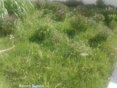 Grass field 
کہچر
Kahchar
اے جاہ ہمک وڑیں کاہ رستگ انت۔ 
