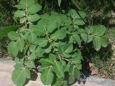Potato
بٹاٹُک
Batatok
بٹاٹہ یا بٹاٹوک چونایا لاتینی امریکہ ءِ سبزی ءِ ۔ مرچاں اشیا بلوچستان ءِ روچدراتکی ھند ءُ دمگاں کشاورز کن انت ۔ اے کسانیں کاہ ءِ روتگاں چہ گردیں دانگ پر کنت ۔ اشیے دانگ زمین ءَ کل انت ۔ مرچاں بلوچانی نارُشت بے بٹاٹک ءَ بے جلوہ انت ، بزاں بلوچستان ءَ بٹاٹُوک باز کارمرز کن انت ۔
