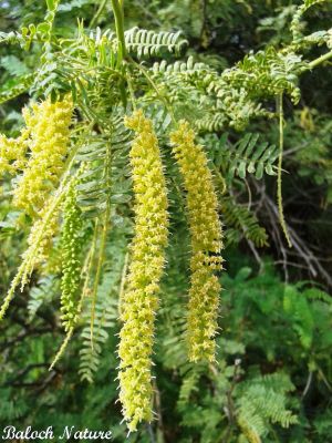 Prosopis juliflora
ببّور
Babbor
ببّر ءِ درچک ماھول دوسیں درچک ءِ ۔ اشیا یک درچکے بہ بیت پدا باز درچک کش ءُ گوراں رودیت ۔ بلوچستان ءَ جنگل نہ بوّگے برابر انت ۔ بلے اگاں بلوچتان ءِ وڈ ءُ ریکپادیں ھند و دمگاں ببّر کشگ بہ بیت بلوچستان ءِ بیگواہیں موسم پدا زاہری کن انت ، بلے اے تک ءَ تنیگا ھچ ھکومتاں ھیال گور نہ کُتگ

