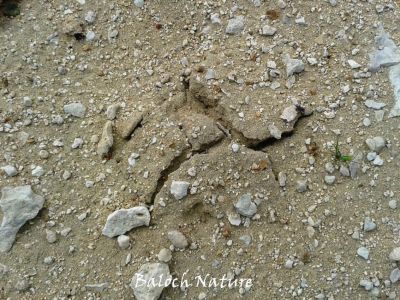 Mashroom is growing 
زُنڈ ترومب اتگ
Zond trombetag
اے اکس ءِ تہا زُنڈ ترومب اتگ ۔ بزاں زُنڈ رستگ ءُ جاڑی انت  ۔ 
