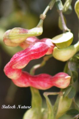 Manila tamarind (Pithecellobium dulce)
آمڑی ۔ جنگلی جلیبی
Aamadi، Jagali julaibi
