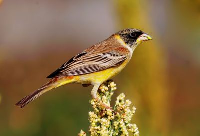 Black headed bunting 
درُوچک
Drochk
دُروچک چونایا روچدراتکی زرباری یوروپ ء مُرگ انت - بلے زمستان ء گوریچے کشّگے سوب ء یوروپ ء یل کنت او ھند ء رہادگ بیت - وتی سپرے درگتا بلوچستان مارچ ء پانزدہ ء کئیت او اپریل ء پانزدہ رند کم ترّات - بلوچستان دروچکے شکارا ہرکس کنت - پیسرا تلک ، گُلیر، پلیتگیں تپنگے شکار کتگ - بلے مرچاں چرّئی ٹکّوک ء سرا شکار کن انت - درچک باز ڈولداریں مُرگ ء - دروچک ء باز جاہا زردگور ہم گوشنت -۔
