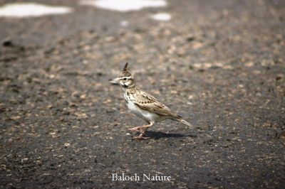 Crested Lark
بُللی
Bolli
بُلّی کسانیں مُرگے کہ گیشتر ماں کشاورزیں ڈگارانی ھند و دمگاں گندگ بیت - بُلّی ء باز جاہ ء چڑ بُلّی ، بُلّی چڑول ہم گوشنت - بُلّی اگاں ایوک بی بیت گڈ بُرزگیے سرا نیندیت او الہان کنت - اشیے آواز باز دوستناک انت - سُہبانی سرا ڈگارانی سرے وپتگیں مردمان چہ واب ء گوں وتی الہان ء پاد کنت 

