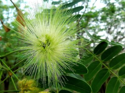 Albizia Lebbek
چنال
Chinal
چنال ٹُوہیں درچکے - بلوچستان ء باز کم انت - اشیا گیشتر لوگانی دیما یا پیژگاہ ء کشینت - پرچا کہ یکّے بزیں ساحگ دنت دہمی پُلّے درگتا وشّین بوہ دنت - " کیچ ء چنال " باز نامداریں چنال ء بوتگ کہ بلوچ راجدپتر ء است انت - بلے اے چنال ء اکس ہم جُلگہیں آسمان ء دلبند اُو سُرمگیں جُمپانی میان ء زپت کُتگ 

