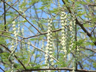 Acacia nilotica
چیش ءِ سمّڑ
Chish e sammad
چش بلوچستان بُرز تریں درچکاں چہ یکے ۔ چش ءِ باز شرّی ءُ سپت است انت ۔ مسال چش کاہ انت ، چش پُل ات۔ چش گواز انت ، چش سوجگی دار انت ، چش ساھیگ انت چش یکدار او دگہ باز۔ چش ءِ دار ءَ گڈانت یکدار ہم جوڈ کن اتن 

