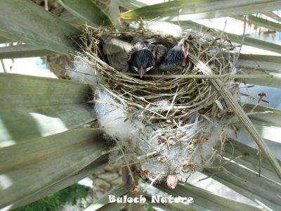 White chuck Bulbul chicks 
چُنکی
Chonki
اے کُلی ءِ پڈ انت۔ 
