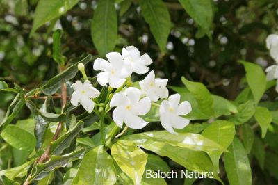 Crape Jasmine
جاسمین
jasmin
اے کسانیں ءُ اسپیتیں پُل ءِ پر کنت کہ باز وشیں بوہ کنت ۔
