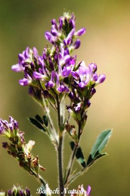 Alfalfa, Medicago sativaa
اِسپوست
Espost
اِسپوست کسانیں کاہے کہ کد ءِ 3 فٹ بوت کنت ۔ اسپوست رُدگ ءَ باز دیر کنت، بلے اولی رند ءَ رُونگ ءَ رند پدا زوت رودیت ۔ چین ءَ  1500 سال پیشتر اسپوست پہ تہلگ کار مرز کتگ ۔ اسپوست چاز سال ءَ بگر تاں ہشت سال ءَ کاہ دنت ، بلے اگاں اسپوست ءَ جاگہ وش بہ بیت ءُ ءُ بیست سال ہم زندگ بوت کنت ۔ اسپوست ءَ باز زات انت بلوچستان ءَ جموں رنگ ءِ پُل ءِ اسپوست کارمرز کن انت بلے دریں ملکاں زرد پُل ءپ گلابی پُل ءُ دگہ بازیں زات ءِ اسپوست است ۔  اسپوست ہما کاہ انت کہ اشیا دُراہیں دلوت ورانت ءِ ۔ اسپوست ہما کاہ انت کے دگنیائے چاریں کُنڈاں کِشگ بیت ۔

