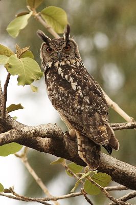 Eagle Owl
بُوم
Boom
بُوم گُگگوے یک زات ءِ  ۔بلے بوم ءِ دو بُل پرانت ۔ چہ دور ءَ ہمے زانگ بیت کہ گگگو ءَ دو کانٹ پر۔ بوم چہ گگگو ءَ مستر انت ءُ شپاں بوم بوم کنت ۔ چرے آواز ءَ مردم ءِ بوم کن انت ۔ 
