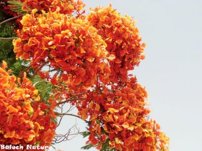 Flame tree  (Delonix regia)
گل مُہر
Gul mohr
گل مہر اے ڈنّی درچک ءِ بلے مرچاں بلوچستان ءَ دان دانگے است، گُل مہر باز ڈولداریں پُل پر کنت، اے گیشتر ماں مئ تاں اگست گرماگ ءِ موسماں پُل بیت کہ تانسریں درچک سُہر سُہر بیت۔
