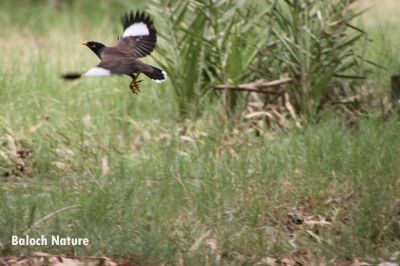 Common Myna is landing
گولو نندگا انت
Golo nindag a ant
