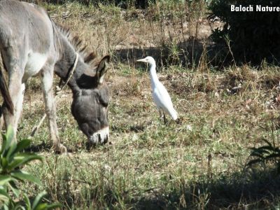 Donkey 
ھر
Harr
ھر بلوچشتان ءِ وھدیگیں رو ءُ آ ءِ واستہ کارمرز کنگ بوتگ ءُ لت ءُ بار ءِ کار گرگ بوتگ مرچاں ھر ءَ ہم گاڑی پر کن انت ءُ بار کش انت ۔ اے مُرگ دریا بارے ھراں مدامی پانگ انت ۔ 
