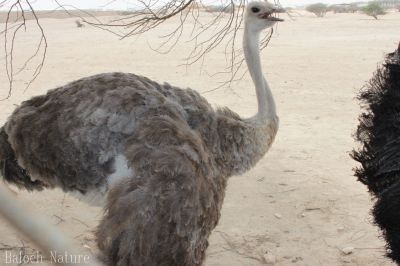 Ostrich
اُشتر مُرگ
Hoshter morg
ھُشتر مُرگ افریکہ مُرگ انت - منی ھیال ء بلوچستان نیست انت- بوت کنت کہ یک زرداریا وتی باگ داشتگ ۔ ھُشتر مُرگ ٹوہیں مُرگے کہ مرچاں دگنیائے چاریں کُنڈاں شنگ انت ۔ یک سلامتیں ھُشتر مُرگے وزن 63 بگر تاں 130 کیلوگرام بیت او 70 کیلومیٹر پہ یک سہت ء سپر کنت - 6 تاں 9 فُٹ اشیے بُرزی انت ۔
