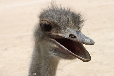 Ostrich
اُشتر مُرگ
Hoshter morg
ھُشتر مُرگ افریکہ مُرگ انت - منی ھیال ء بلوچستان نیست انت- بوت کنت کہ یک زرداریا وتی باگ داشتگ ۔ ھُشتر مُرگ ٹوہیں مُرگے کہ مرچاں دگنیائے چاریں کُنڈاں شنگ انت ۔ یک سلامتیں ھُشتر مُرگے وزن 63 بگر تاں 130 کیلوگرام بیت او 70 کیلومیٹر پہ یک سہت ء سپر کنت - 6 تاں 9 فُٹ اشیے بُرزی انت ۔
