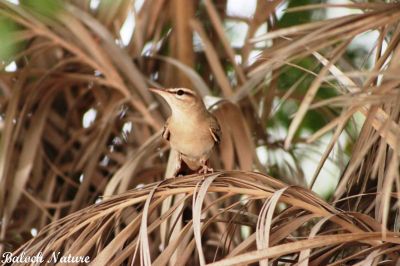 Rufous Tailed. Scrub Robin
گڈی دیوک
Gaddi deyok
اے کسانیں ءُ پاتو ءُ کٹگ وروکیں بالی مُرگ ءِ ۔ اے شررنگ ءُ ڈولداریں مُرگ ءِ بلے بلوچستان مہاجرے درگت ءَ کیت انت۔ بزاں بلوچستان ءِ جہ منندیں مرگ ءِ نہ انت ۔ اے مدامی وتی دُمب ءَ سُرین ات ءُ وشیں آواز کش ات۔

