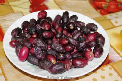 Syzygium cumini fruits
جمّ
Jamm
جم چونایا ایشیا درچک ءِ بلے مرچاں دگنیائے کنڈاں است انت ۔جم یک ٹوہیں ءُ بُرزیں درچکاں چے یک ءِ برازیل اے درچک ءِ دانگ ءَ گیشتر بالی مُرگ ورانت ۔ اے باز بُرز بیت ءُ تاک ءِ امب ءِ وڑین انت ، بلے بلوچستان ءَ باز کم انت چیا کہ بلوچ جم ءِ درچک ءَ یک شمّیں درچک ءِ زان انت ۔ 

