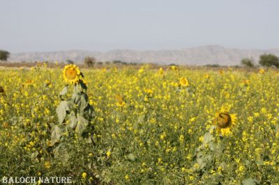 Cultivation on Meerani dam Balochistan
ٹیل کاہ ءِ ڈگار
Teel kah e Dagar
میرانی ڈیم ءَ اے ڈگار ٹیل کاہ انت ۔ دانگ دانگے روچ گوارچوک ءِ ہم مان انت کہ تانسریں ڈگار زرد زرد انت ۔ آپ انچیں چیزے کہ جہان زند دنت بلے تانسریں بلوچستان بے  آپیا 
مان پوش اتگ ۔ 
