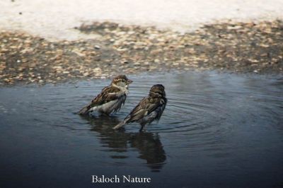 Sparrow taking a bath
جنگول جان شودگ ءَ انت
Jengo jan shodag a ant
جنگُل بازاری بالی مُرگ ءِ ۔ کہ مدام گوں انسانانی کش ءُ گواراں جاگہ کنت ۔ جنگل آپ ءَ بگندیت گرماگ بہ بیت کہ زمستان بلے وتی چاریں بُکّاں وارت ۔ اے اکس ءِ توک ءَ دو جنگولاں آپ ءَ بُک وارتگ ءُ پُٹ ءِ میس اتگ انت ۔ 

