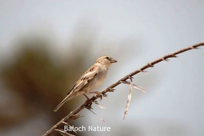 House sparrow 
جنگُل
Jengol
جنگل  کسانیں بالی مرُگ کہ دگنیائے چاریں کُنڈاں است انت ۔ بلکنگ ءَ اے یکّیں بالی مُرگ انت کہ ہمگ جاگہ است انت ۔ ایشیے مادہ  اسپیت دپیں ناسی رنگ انت بلے نر ناسی رنگ ءُ  سیاہ اسپیت انت ۔ اے شانزدہ سنٹی دراج بیت ءُ وزن ءِ 24 تاں 39 گرام بوت کنت ۔ اے بالی مُرگ ترا شہراں، بازاراں ، گریشگاں، ریگستاں ءُ کوہاں ہرجاہ بود باش کنت ۔ اے چونایا ہمک دھل ءِ دان ءَ کاہ ءُ بالو کرم ہم گپت ءُ وارت ۔ بلوچستان ءَ ہم اے جنگول است انت ۔
