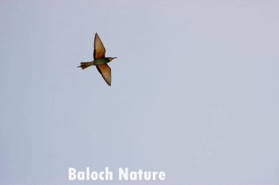 Green Bee eater, hunting on sky
کرکی آزمان ءَ شکار ءَ انت
Karki Aazman a shikar a ant
