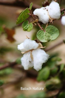 Cotton 
کرپاس
Karpas
 کرپاس 7000 سال پیسر دریائے سندھ ءِ کش ءُ گواراں کشار کنگ بوتگ ، تنی وھدی بلوچسان ءِ ھند '' مہر گڑہ ''  اشیے کوہن تریں  نشانی دست کپتگ انت ۔ کرپاس ء نرم نازرکیں ریشگ پیداک کنت چریشیا انساناں پہ وت ءَ پوشاک جوڑ کتگ ۔ مرچی دگنیا ءَ باز دیمرئی کتگ بلے تنیگا کرپاس ءِ بستار ھلاس کُت نہ کتگ بزاں کہ تانسریں دگنیا ءَ انگتہ ملیونانی ٹن کرپاس پیداک کن انت ۔
