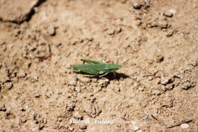 Grasshopper
کٹگ
Katag
اے کٹگ ءَ شونزیں کٹگ گوش انت اے گیشتر کشارانی توک ءَ بیت ءُ گوں کشاراں ہمرنگ انت ۔ اے کسانیں کٹگ باز ڈولدار انت ۔ بلوچستان ءَ گیشتر ترا بہارے درگت ءَ دست کپیت ۔
