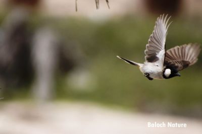 Black chucked Bulbul. 
 کلی ءَ وت ءَ کشت
Koli a wat a kosht
