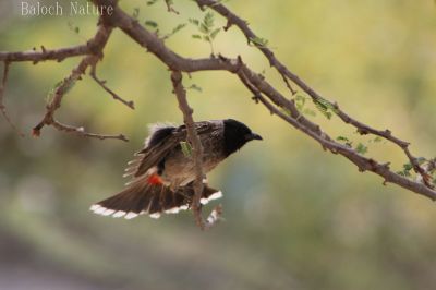 Redvented Bulbul
کلی سیاہ سر
koli seyah sar

اے ہم کُلی ءِ زات انت ، اشیے سر سیاہ انت بلوچ ءِ سیاہ سر گوش انت ۔ اے بلوچستان ءَ باز کم انت، چونایا اے ھندے کُلی انت ۔

