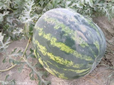 Watermelon
کوٹگ
Kottag
کوٹگ چہ کوٹگ ول ءَ پیداک بیت۔ ول زردیں پُل ہم پر کنت کہ ڈولدار انت ۔ پُل دو نمونگ انت ۔ یک ءِ  نر انت ءُ دومی مادہ انت ۔ مادہ پُل دانگ بیت ۔ کوٹگ جونایا یک جنگلی ول بوتگ آئیے بنکی جاگہ نمبیانی افریکہ انت بزاں نمیبیا انت ۔ بلے کوٹگ ءِ کشار گیشتر ماں دریائے نیل کش ءُ گور بوتگ انت ۔ دوازدھمی فرعون ءِ قبر ءَ کوٹگ ءِ توم در گیجگ بوتگ ۔ بائیبل کوٹگ زکر است انت کہ بنی ازرائیل کہ وھدے مصر چہ سپر کنت گڈا آ کوٹگ ہم ورنت ۔ دھمی سدی ءَ چین ءَ سربوتگ کہ مرچی دگنائے مستریں کوٹگ پیداک کنوک انت ۔
