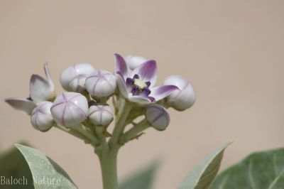 Calotropis Procera
کرگ
Karag
ء اسپیتچکیں درچک ء گیشتر ماں جنگل و میداناں رودیت اے گلابی نمونگیں ڈولداریں پل پر کنت امب ء وڑین بر پر کنت - کرگ سال ء دوازدہیں ماھاں سبز ء پل ء بر انت - بلوچستان ء گیشتر ہند و دمگاں کرگ رودیت - کرگ ء درمان جاہ ء کارمرز کن انت ۔ 
ادا کرگ پُل ءُ دانگ انت

