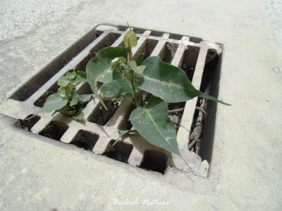 Life in Jai l( Ficus religiosa )
وشیں کرگ
Washin karag
اے درچک نوک رودیں درچک ءِ کہ آسنانی توک ءَ سر کش اگاں انت  ۔ بزاں زند ءَ کس داشت نہ کانت۔ 
