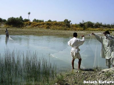 Fishing
ماھیگ ءِ شکار 
Mahig e shikar
ماھیگ ءِ شکار باز ورا بیت بلے ادا دام ءِ سرا ماھیگ ءِ شکار بوّگاں انت ۔ 
