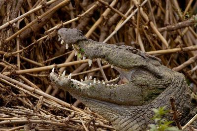 Crocodile
گانڈو
Gando
بلوچی ءَ اشیا گانڈو، واگو۔ ءُ نہینگ گوش انت ۔ بلوچستان چوش کہ آپ کم انت چمیشکا گانڈو ہم کم انت چونایا تانسریں دگنیاہا چاردہ زات ءِ گانڈو است ۔ گانڈو وشیں آپ ءُ  سوریں آپ  ءَ است بلے بلوچستان ءَ سوریں آپ بزاں دریا ءَ گانڈو مان نیست ۔ گانڈو یک ٹوہیں لاپ کشیں  ساہدار ءِ ۔ آئیے دراجی یک میٹر ءُ نیم چہ ہپت میٹر بوت کنت ۔ 
