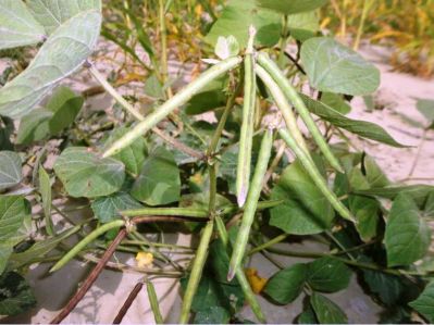 Mung bean. Vigna radiata
ماش
Mash
ماش بلوچستان ءِ کوھنیں دھلاں چہ یکے ۔ بلے بلوچستان ءِ تاریخ ءَ ماش ءِ باروا  ھاسیں مالومات نیست ۔ چونایا ماش چہ منگولیا چہ ھند ءِ ھند ءُ دمگاں سر بوتگ ۔ ھڈپّہ دور ءِ درگت ءَ پنجاب ءُ ھریانہ ءَ چار ہراز پنچ سد سال ساری ماش کشار کنگ بوتگ ۔ 
ماش ءَ بلوچستان ءَ نارُشت کن انت ، بلے برنج ءَ اُور گرادنت ءِ بزاں بٹ ءُ ماش بلوچستان ءِ نامداریں وراکاں چہ یکے ، بلے مرچاں چہ ماش ءَ ھلوا جوڑ کن انت ۔

