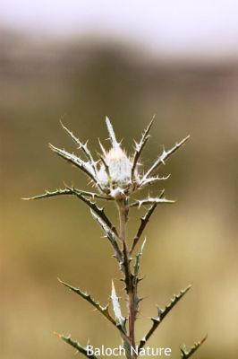 Carthamus oxyacantha
مزار کاہ
Mazar kah
مزارکاہ کسانیں کاہ ءِ کہ بہاگاہ ءِ وھد ءَ پیداک بیت ۔ اے زردیں ءُ گلابییں پُل پر کنت ۔ اے گیشتر پٹ ءُ میداناں رُدیت ۔ اے چو سگ دنتان ءِ وڑیں کاہ ءِ اشیے کسانیں دانگاں پہ تہلگ کار مرز کن انت ۔ اے گیشتر افریکہ بگر تاں ھند ءَ اے ہُشکاوگیں جاہاں رودیت ۔ 
