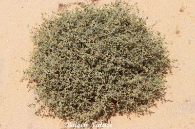 Helianthemum lippii
مزّوُم
Mazzom
مزّوُم کسانیں ورّودیں کاہے - کہ گیشتر ماں کوُہانی شان اُو ڈلدیماں رودیت - بلے ہما جاہا کہ مزوُم گندگ بیت بزاں کہ ادا زُنڈ ہم بیت زُنڈ یک وڈیں کوٹینگے کہ مکران ء گیشتر کُلبرے ہند و دماگاں رودیت

