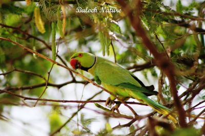 Parrot
مٹٹو
Metto
مٹّو یک بالی مُرگے کہ گیشتر سبز او آبادیں جاگہاں بیت - مٹو بلوچستاں روچدراتکی ہند و دمگان بیت بلے مکران ء نہ بیت - انچو گولو پیدارک ء نہ نند انت انچو مٹو مکران ء ہم نہ نند انت - مرچی باندا مٹو باز مردم وتی لوگ ء داریت - مٹو ء گپ سیکارین انت -۔
