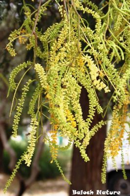 Prosopis Cineraria
مِنج
Minj
کہور ادا مِنج انت ۔ بلے باز ھنداں ایشاں بُور ہم گوش انت ۔
