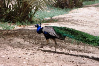 Peafowl 'Peacock'
مور
Mor
مُور بلوچستان ءِ مُرگ نہ انت بلےدان دانگے داشتگ انت ۔ اے بالی مُرگ ءِ اشیے باز زات انت بلے سبز ءُ شونز وڑیں ھندے مُرگ زانگ بیت ۔ نریں مور ءَ بلوچی ءَ کروس گوش انت ۔ اشیے دُمبی باز دراج بنت ، ءُ دمبی ءِ پُوٹاں تائوز گوش انت ، کہ باز ڈولدار انت ۔ 
