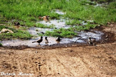 Birds watering area
مُرگانی آپ جاہ
Morgani aap jah
