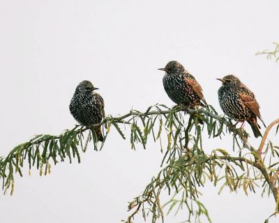 Common Starling
گولو شہباز
Golo shahbaz
گولو شہباز بلوچستان ءِ جہمنندیں بالی مُرگ ءِ نہ انت ۔چونایا ءِ یورُپ ءِ جہمنندیں بالی مُرگ ءِ کہ گیشتر ماں زرباری یوروپ ءُ گوریچانی افریکہ ءَ  ترّوتاب کنت بلے ترّوتاب ءِ درگت ءَ گلہ ءِ تمکار ءَ بلوچستان ءَ سپر کنت ، گولو شہباز سیاہیں مُرگ ءِ بلے سیاہیں کسانیں ٹک مان ۔ اشیے پاد گلابی انت  ءُ زمستان ئے اشیے سنُٹ سیاہ انت ءُ گرماگ ءَ سُنٹ ءِ زرد بیت ۔ اے سال ءِ درگت ءَ دو رند ءَ ھیک دنت ۔ اشیے ھیک سبز رنگ انت  ۔
