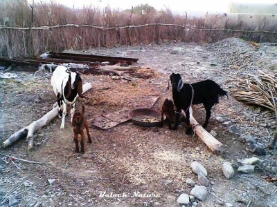 Goat
سیاہ پس
Seyah pas
 ادا دو بُز ُ دو شنک انت کہ دویں بُز بستگ انت ءُ شنکاں میچین انت  ءُ بُزاں کدیم کن انت ۔ پرچا کہ اے بیگاہ انت ۔
