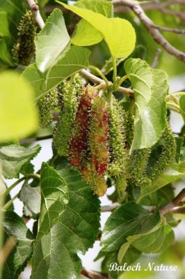 Long Mulberry
تود ءُ شہتود
Tood o shahtood
اے ہم تود ءِ بلے باز جاہ ءَ اشیا شہتوت گوش انت ، اے دراجیں بر پر کنت کہ شیرگدار انت ءُ شیر کن انت اے ہم باز جوانیں نیبگ ءِ ءُ بلوچستان ءِ درائیں ھنداں دست کپیت ۔
