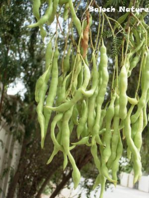 Prosopis Cineraria
شنگر
Shangar
کہیر ادا شنگر انت ۔ 
