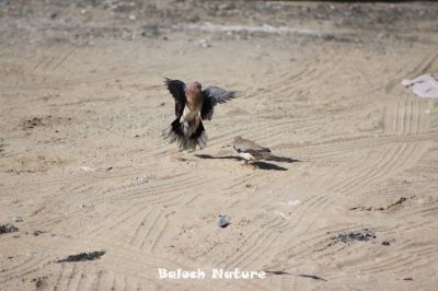 Fighting Laughing dove
شاتُل جنگ ءَ انت
Shatol Jang a ant
قدرت ءِ کار انت کہ ہمگ ساہدار چہ وتی کُٹم ءِ توک ءَ یک چہ دومی ءَ وش نہ بیت ، انسان ءَ بگر چہ رستر ماھیگ دلوت یا کہ مُرگ وت ماں وت ءَ مڑ انت ءُ یک ءِ چہ دومی ءَ باج برگ ءِ جہد ءَ کنت ۔ اے اکس ءِ توک ءَ دو شاتُل وت ماں وت ءَ مڑگا انت ۔
