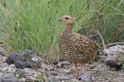 female Black Francolin 
شزز
Shazz
شزّ ڈلگیں بالی مُرگ ءِ بلے مادہ انت ءُ نریں یا کروس ءِ سیاہ گور گوش انت  ۔ اے یک رندے 10 تا 16 ہیک دنت 18 تان 15 روچ ءَ ہیکانی سرا نند ات یا کرُک بیت ۔ اے اپریل تا جون ءِ درگت ءَ ہیک دنت ۔ اے ہرچ وڑیں دھل ءِ دان ءَ وارت ءُ کپتگیں کُنرکرم سلور کٹگ چریت ءُ نزّ ہمک وڑیں چیز کہ ورگی بہ بیت آ وارت ءِ ۔ اشیے رنگ ءُ دروشم چو کپینجر انت بلے کپینچر ءَ کم ءِ دراج تر انت ۔
