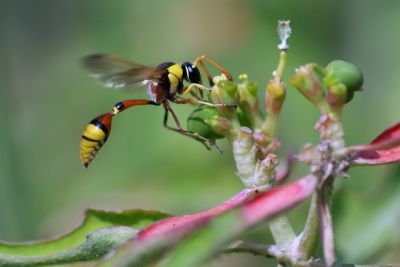 Black wasp
سوچاکو
Sochako
سوچاکو یک گودر ءِ بزان گوابز ءِ کہ گیشتر یک یک ءَ گرد ایت ۔ اے گودر پہ وتی پدریچ ءَ بزاں کسان کسانیں لیچ ءِ سرا لوگ جوڑ کنت ءُ ہمائے تہا ہیک دنت ۔ اے ہم ڈنگ جنت کہ باز تُرند انت ۔ ءُ یک ڈولداریں گوبزے۔
اکس ءِ منت ۔ جان کھوسو
